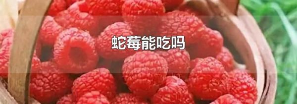 蛇莓能吃吗