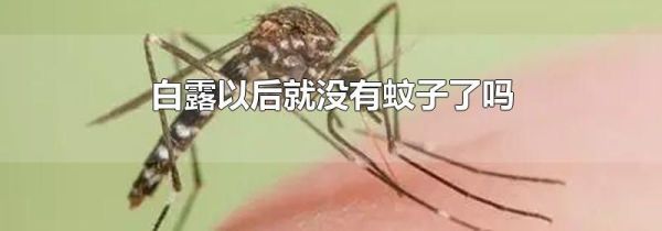 白露以后就没有蚊子了吗
