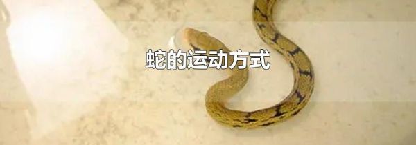蛇的运动方式
