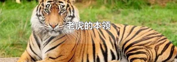 老虎的本领