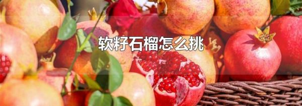 软籽石榴怎么挑
