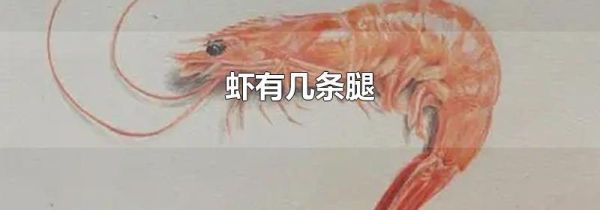 虾有几条腿