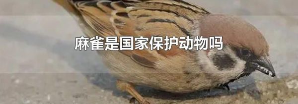 麻雀是国家保护动物吗