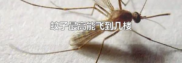 蚊子最高能飞到几楼