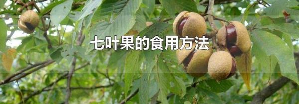 七叶果的食用方法
