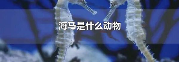 海马是什么动物