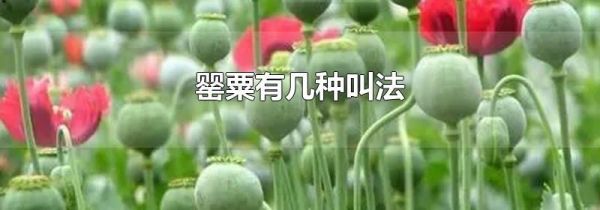 罂粟有几种叫法