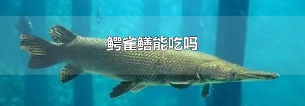 鳄雀鳝能吃吗