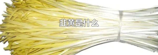韭黄是什么