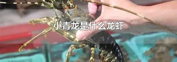 小青龙是什么龙虾