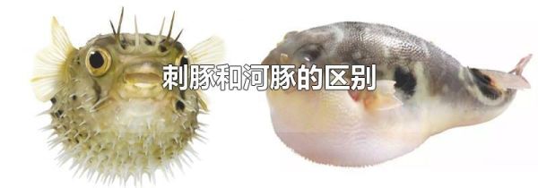 刺豚和河豚的区别