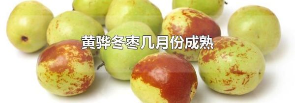 黄骅冬枣几月份成熟