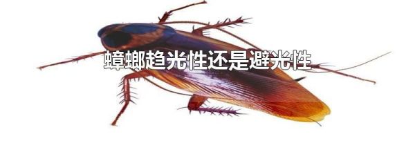 蟑螂趋光性还是避光性