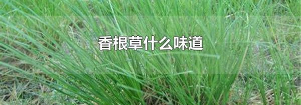 香根草什么味道