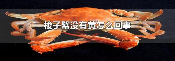 梭子蟹没有黄怎么回事