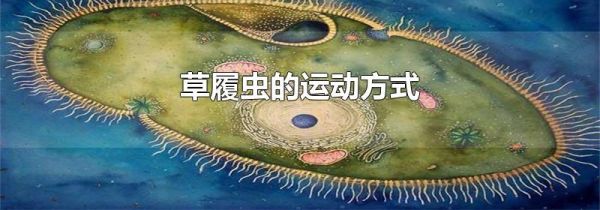 草履虫的运动方式