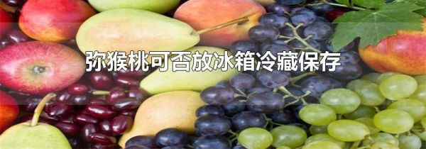弥猴桃可否放冰箱冷藏保存