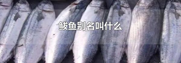 鲅鱼别名叫什么