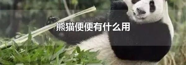熊猫便便有什么用