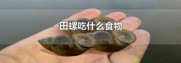 田螺吃什么食物