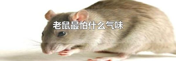 老鼠最怕什么气味