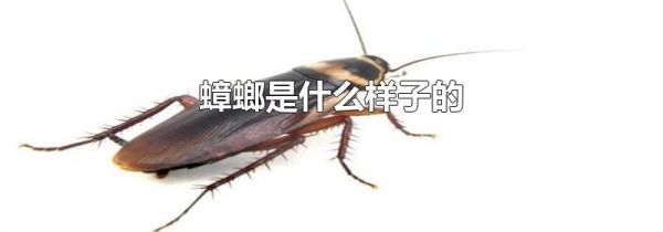 蟑螂是什么样子的