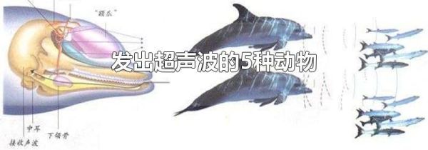 发出超声波的5种动物