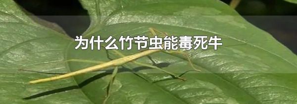 为什么竹节虫能毒死牛