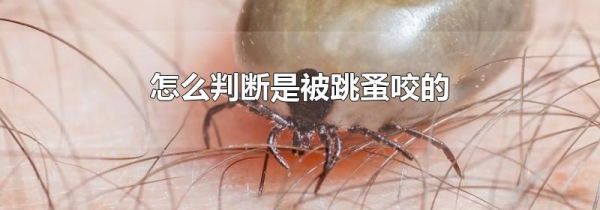 怎么判断是被跳蚤咬的