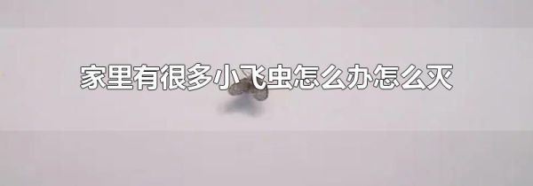家里有很多小飞虫怎么办怎么灭