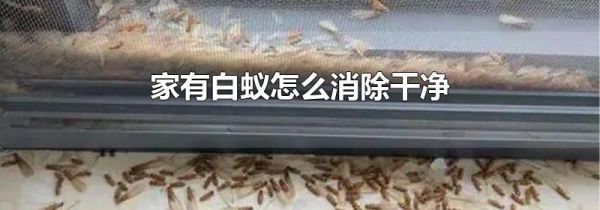 家有白蚁怎么消除干净