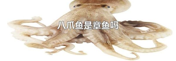 八爪鱼是章鱼吗