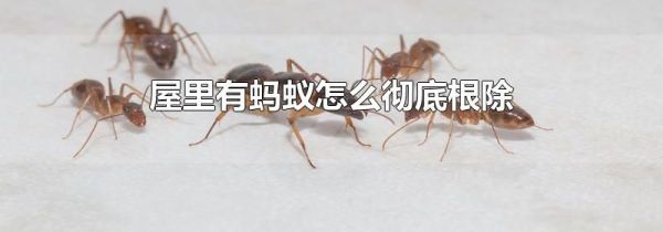 屋里有蚂蚁怎么彻底根除