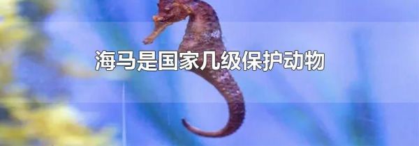 海马是国家几级保护动物