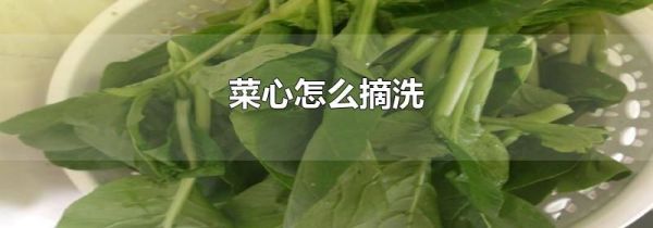 菜心怎么摘洗