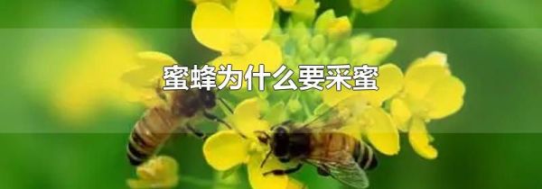 蜜蜂为什么要采蜜