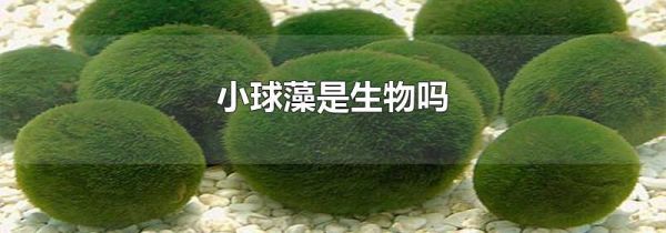 小球藻是生物吗
