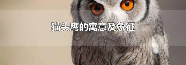 猫头鹰的寓意及象征