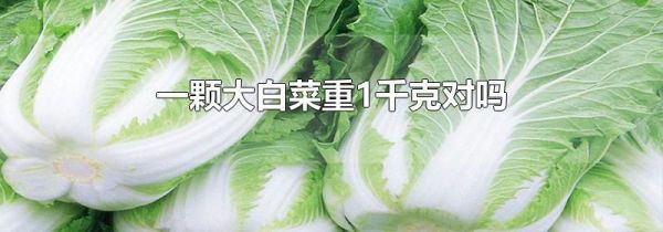 一颗大白菜重1千克对吗