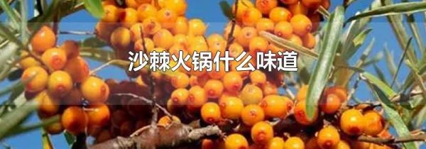 沙棘火锅什么味道