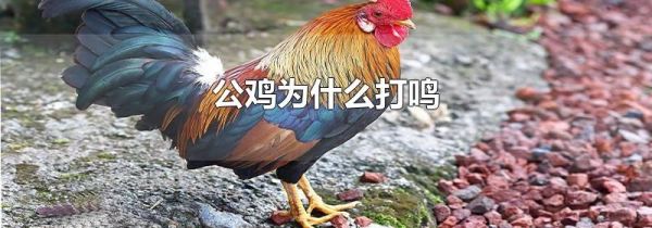 公鸡为什么打鸣