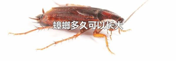 蟑螂多久可以长大