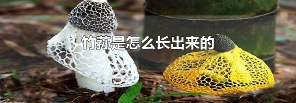 竹荪是怎么长出来的