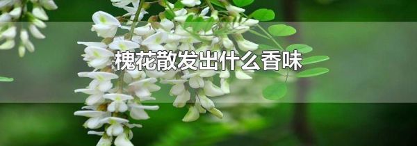 槐花散发出什么香味