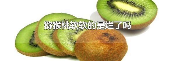 猕猴桃软软的是烂了吗