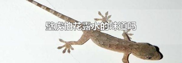 壁虎怕花露水的味道吗