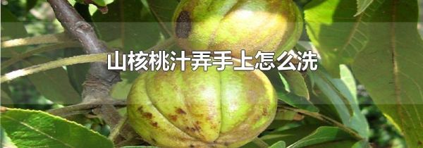 山核桃汁弄手上怎么洗