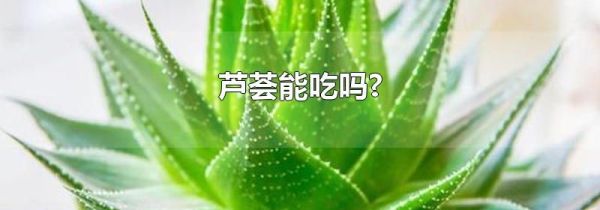 芦荟能吃吗?