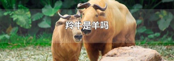 羚牛是羊吗