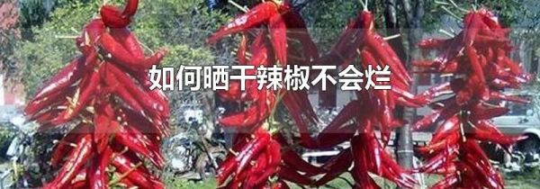 如何晒干辣椒不会烂